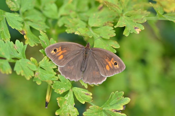 The Meadow Brown butterfly