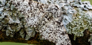 November moths and how the Peppered moth became famous