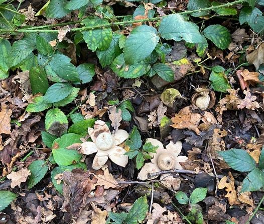 Collared earthstar fungi Susan Suleski