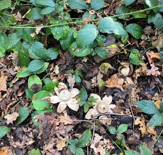 Collared earthstar fungi Susan Suleski