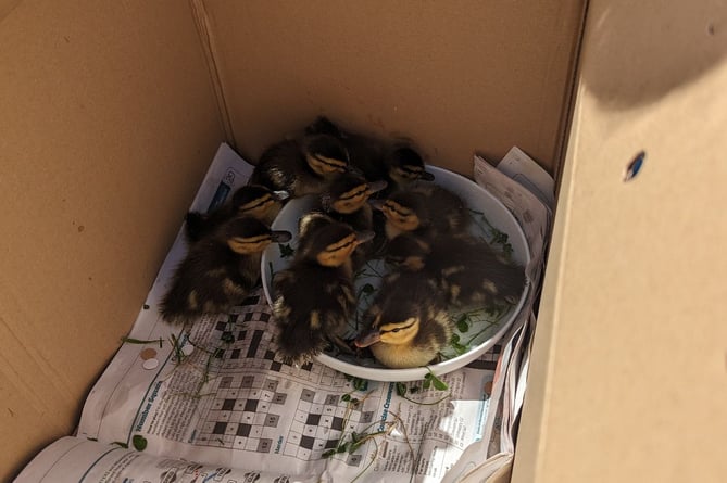 RSPCA ducklings after being rescued from the chimney stack in Surrey