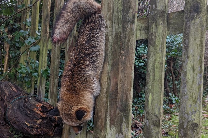 RSPCA Surrey fox in a fence