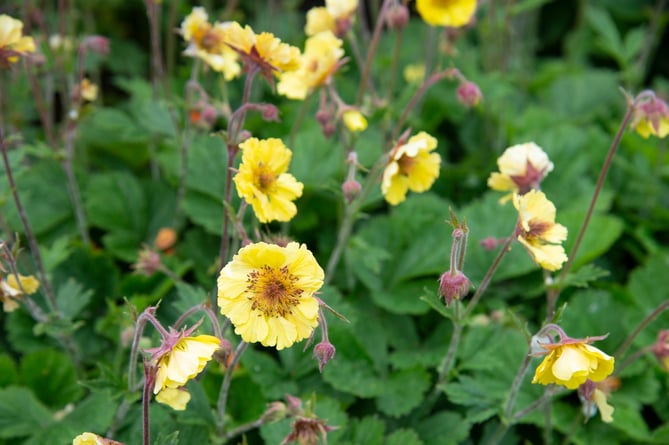 Geum 'Lisanne' - RHS Fiona Lea