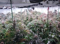 Police discover large-scale cannabis factory at residential property