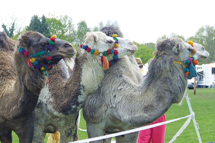 Chobham Carnival camels