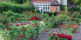 RHS unveils the perfect long-lasting red roses for Valentine’s Day