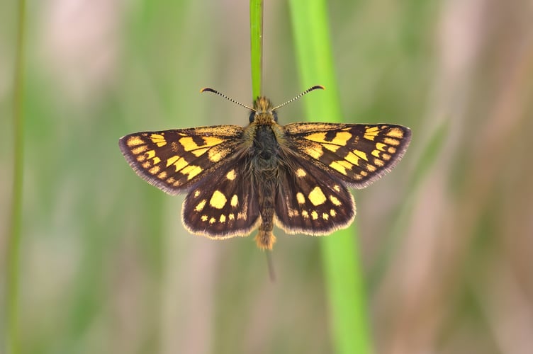 Chequered Skipper