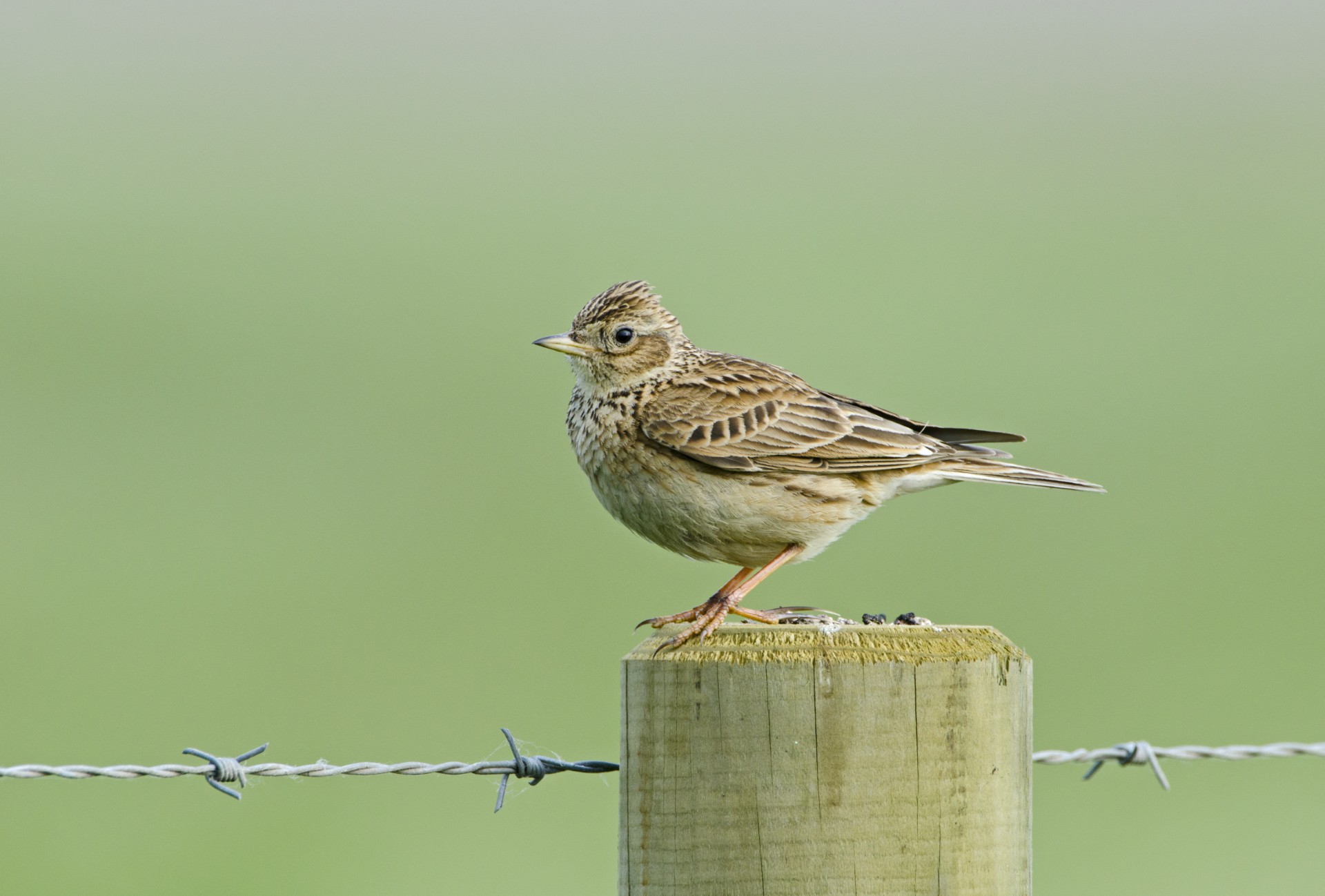 Protect nesting birds – keep your dog on a lead | wokingnewsandmail.co.uk